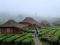 Keindahan Alam Di Balik Kabut Penginapan Kebun Teh Ciater Subang 