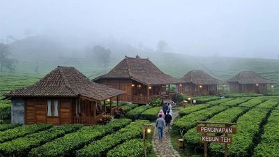 Keindahan Alam Di Balik Kabut Penginapan Kebun Teh Ciater Subang 