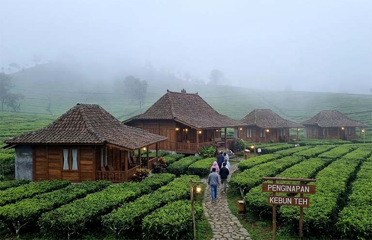 Keindahan Alam Di Balik Kabut Penginapan Kebun Teh Ciater Subang 